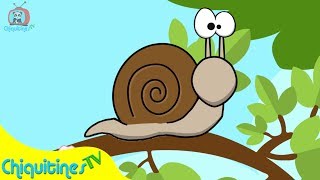 Caracol Col Col  Canción Infantil [upl. by Leunamne]