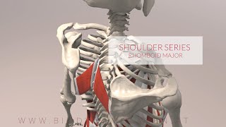 Shoulder Lateral Distraction Joint Mobilization [upl. by Mungovan]