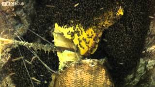 Nepal Mountain Dwellers steal from Giant Honey Bees  Insect Worlds  Episode 1 Preview  BBC [upl. by Yobybab]