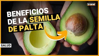 SEMILLA DE PALTA AGUACATE 6 poderosos beneficios y cómo consumirla [upl. by Leidag]