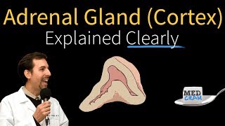 Adrenal Gland Cancer  Causes Symptoms Treatments amp More… [upl. by Kcirneh]