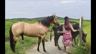 My sister training care her lovely horse in beginner 2021 [upl. by Selemas]