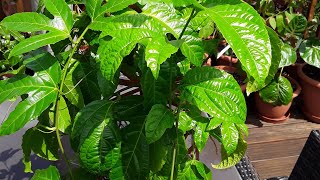 Passiflora Edulis purple passion fruit growing in the UK [upl. by Tedder]