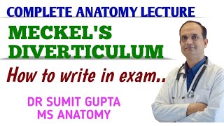 Meckels Diverticulum  Anatomy [upl. by Rayford]