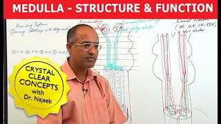 Medulla Oblongata  Structure and Function  Neuroanatomy [upl. by Anselmo355]