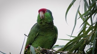 RedCrowned Parrots in Texas [upl. by Drucill]