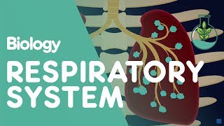 Respiratory System  Introduction  Physiology  Biology  FuseSchool [upl. by Manara]