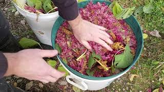 Harvesting Amaranth As A Grain [upl. by Eedyah]