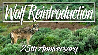 25th Anniversary of Wolf Reintroduction  Yellowstone National Park [upl. by Drauode]