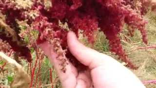 When To Harvest Amaranth [upl. by Artus]