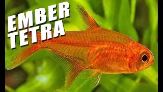 Species Spotlight  Ember Tetra [upl. by Tadio]