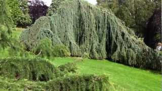 Cedrus atlantica Glauca Pendula [upl. by Ressan]