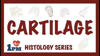 CARTILAGE  Histology Types Functions [upl. by Arman865]