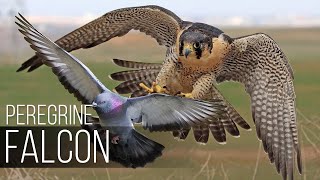 PEREGRINE FALCON  Bird Slayer and Dive master The Fastest Animal on the Planet [upl. by Itirahc]