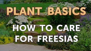 How to Care for Freesias [upl. by Lasser]