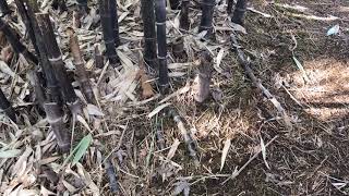 Black Bamboo Phyllostachys nigra [upl. by Lanette451]