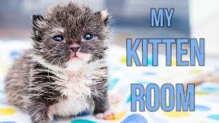 Sneak Peek Inside My Kitten Nursery [upl. by Foushee]