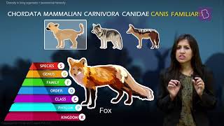 Taxonomy and Taxonomic Hierarchy Biological Classification of Living Things [upl. by Nedlog85]