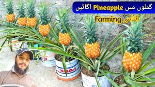 How To Grow Pineapple  Pineapple Tree  Ananas ki KhetiHome Gardening [upl. by Nimar]