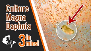 How to culture DAPHNIA MAGNA  The easy way [upl. by Chalmers]