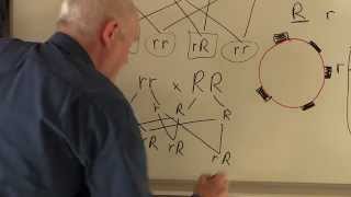 Blood 8 Blood groups Genetics of Rhesus factor [upl. by Dosh949]