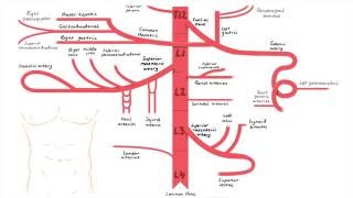 Abdominal Aorta Branches [upl. by Gherardi]