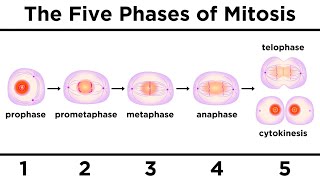 Mitosis How One Cell Becomes Two [upl. by Ronyam]