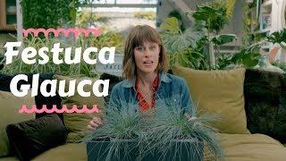 Festuca Glauca  Top Outdoor Plants 🎋 [upl. by Oiled]