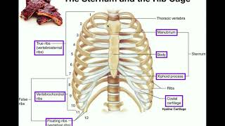 Anatomy  The Sternum Rib Cage amp Vertebrae [upl. by Kernan]