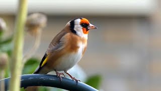 20 ALGEMENE VOGELS en hun ZANG voor BEGINNERS [upl. by Eelyr]