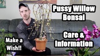 Caring for the Pussy Willow Bonsai Salix caprea pendula [upl. by Darton781]