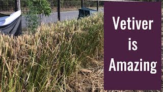 Vetiver  Stop Erosion and Build Topsoil [upl. by Etnohs]