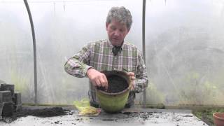 HOW TO GROW FREESIAS IN A POT [upl. by Jacoba]