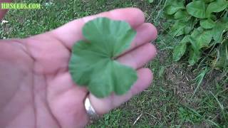 ⟹ Common mallow  Malva neglecta  Another great plant to know about [upl. by Evers]