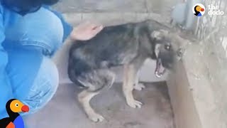 Dog Cries Every Time Hes Touched — Until He Meets This Woman  The Dodo [upl. by Adraynek]