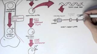 Immunology  Antibody Somatic VDJ Recombination I [upl. by Ingram]