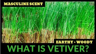 What Is Vetiver All About Vetiver Fragrances WBruno Fazzolari 🌿🌿🌿 [upl. by Adlare]