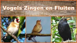 Vogels Zingen en Fluiten [upl. by Anyotal]