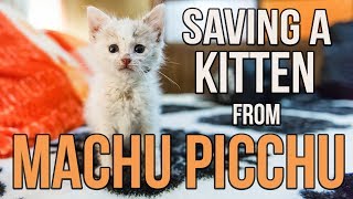 Saving Munay the Machu Picchu kitten [upl. by Wichman]