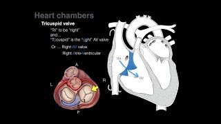 Overview of Heart Anatomy Tutorial [upl. by Knorring]