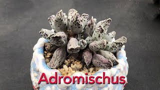 Adromishcus Collection New and Rare Succulents [upl. by Naujuj]