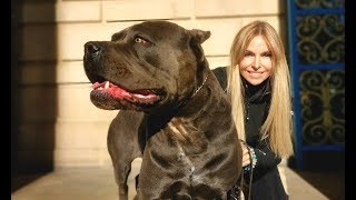 THE CANE CORSO  POWERFUL ROMAN DOG OF WAR [upl. by Adiel]