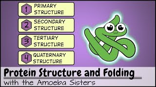 Types of Proteins Explained [upl. by Ailerua252]