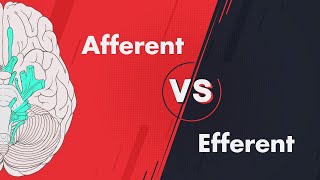 Afferent vs Efferent  Cranial Nerve Modalities [upl. by Ynolem969]