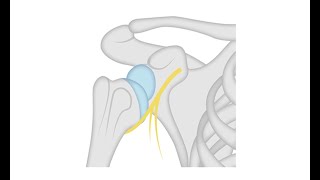 Movements of the Scapula [upl. by Kassey]