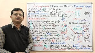 Diabetes Mellitus Part10 Mechanism of Action of Sulfonylurease  Antidiabetic Drugs  Diabetes [upl. by Randie522]