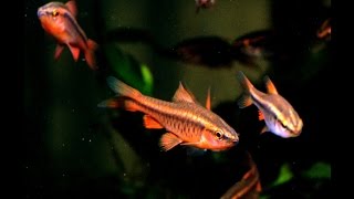 Best Community Fish The Cherry Barb [upl. by Cissej81]