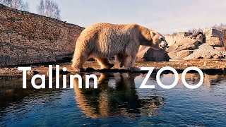 Tallinn ZOO  Tallinna Loomaaed [upl. by Corneille]