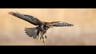 Common Buzzard Flying Over Western Highlands Of Scotland [upl. by Rednav]