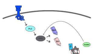 Lithiums Hypothetical Mechanism of Action [upl. by Clio]